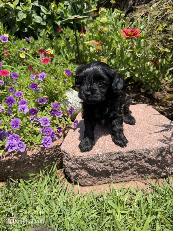 Loretta  – Maltipoo puppy for sale in Tupelo, MS