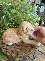 Carter, a male Cockapoo for sale in Tupelo, MS – 4 of 6