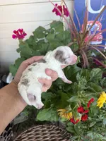 Rod, a male Maltipoo for sale in Tupelo, MS – 6 of 7