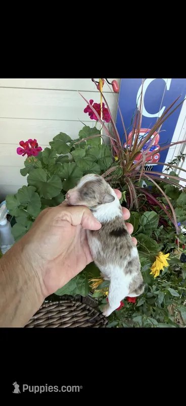 Motley  – Maltipoo puppy for sale in Tupelo, MS