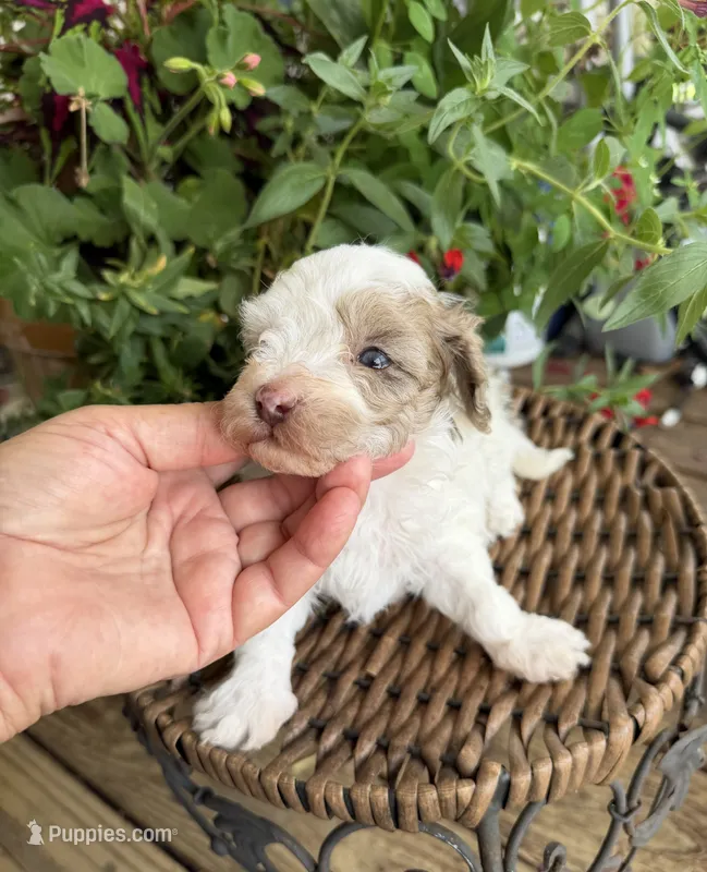 Rod – Maltipoo puppy for sale in Tupelo, MS