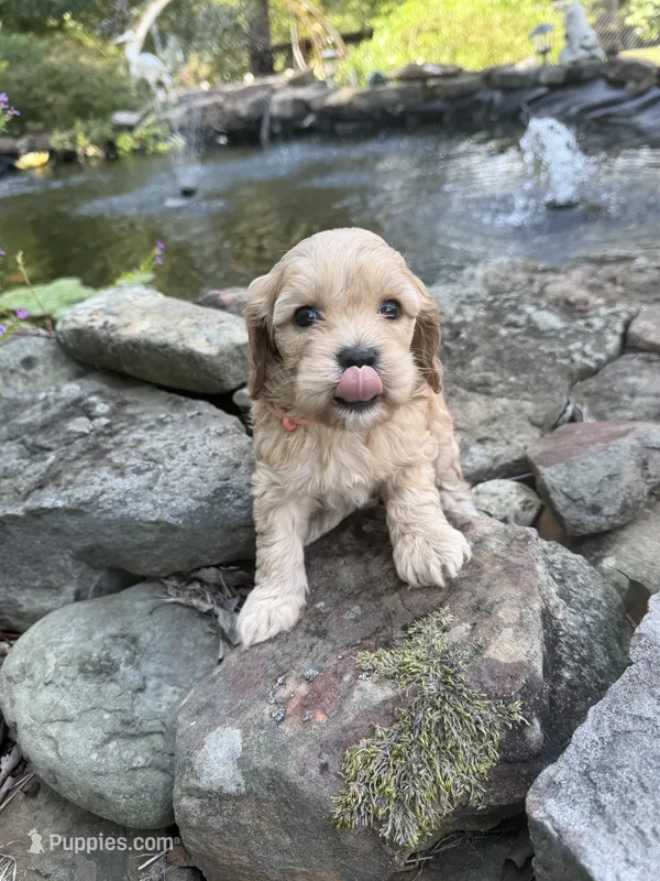 Sarah – Cockapoo puppy for sale in Tupelo, MS