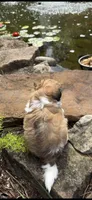 Rip, a male Shichon for sale in Tupelo, MS – 2 of 6