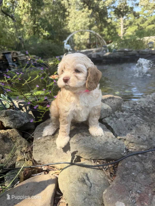 Tetter – Cockapoo puppy for sale in Tupelo, MS