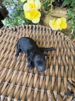 Clint, a male Maltipoo for sale in Tupelo, MS – 1 of 4