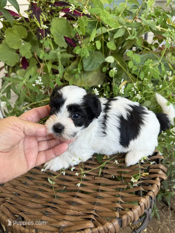 Lucy – Shichon puppy for sale in Tupelo, MS