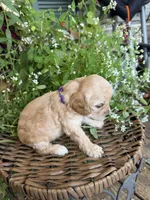 Evelyn, a female Cockapoo for sale in Tupelo, MS – 3 of 6