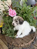 Adam, a male Maltipoo for sale in Tupelo, MS – 3 of 7