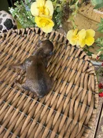 Blake, a male Maltipoo for sale in Tupelo, MS – 2 of 5