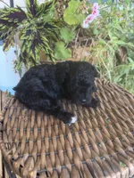 Precious , a female Poodle - Toy  for sale in Tupelo, MS – 4 of 5