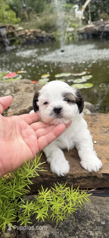 Beth – Shichon puppy for sale in Tupelo, MS