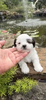 Beth, a female Shichon for sale in Tupelo, MS – 1 of 6
