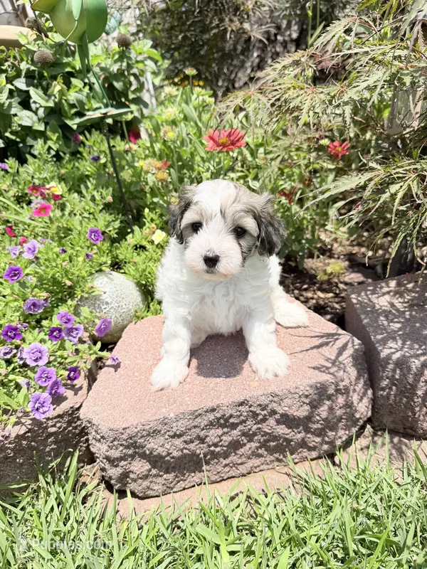 Adam – Maltipoo puppy for sale in Tupelo, MS