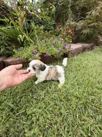 Garry, a male Shichon for sale in Tupelo, MS – 3 of 6