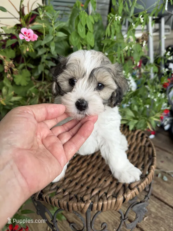 Adam – Maltipoo puppy for sale in Tupelo, MS