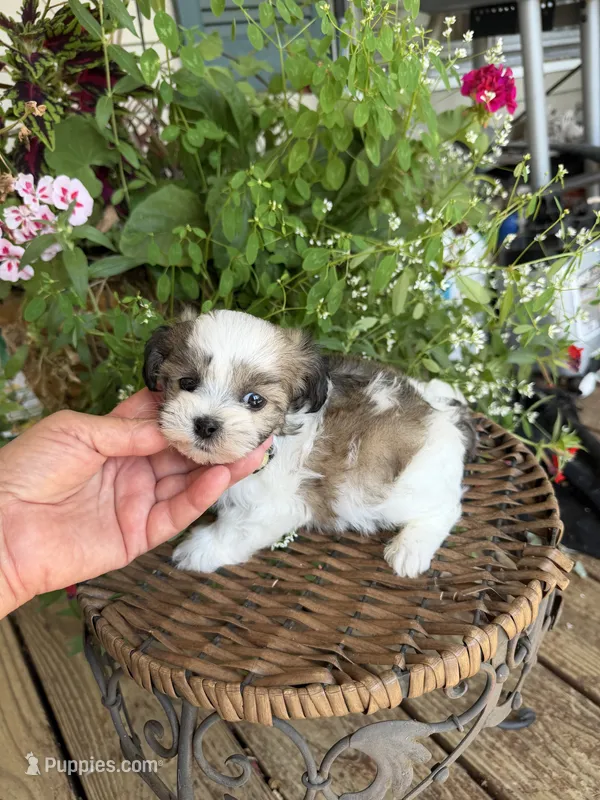 Tiny – Shichon puppy for sale in Tupelo, MS