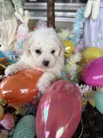 Violet, a female Poochon for sale in Tupelo, MS – Photo 4 of 8