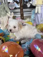 Violet, a female Poochon for sale in Tupelo, MS – Photo 5 of 8