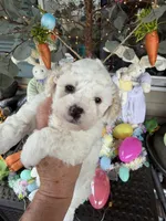 Violet, a female Poochon for sale in Tupelo, MS – Photo 1 of 8