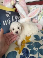 Violet, a female Poochon for sale in Tupelo, MS – Photo 7 of 8