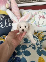 Violet, a female Poochon for sale in Tupelo, MS – Photo 6 of 8