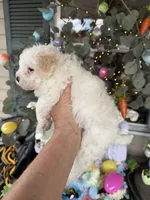 Violet, a female Poochon for sale in Tupelo, MS – Photo 3 of 8