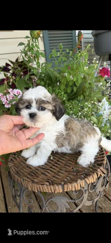 Loyd – Shichon puppy for sale in Tupelo, MS