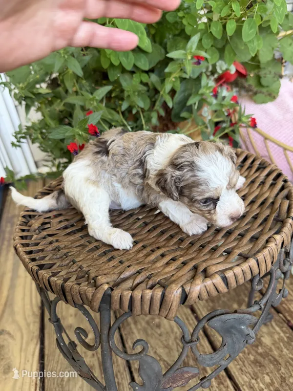 Motley  – Maltipoo puppy for sale in Tupelo, MS