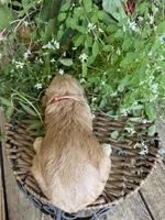 Sarah, a female Cockapoo for sale in Tupelo, MS – 4 of 7