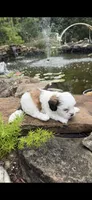 Beth, a female Shichon for sale in Tupelo, MS – 4 of 6
