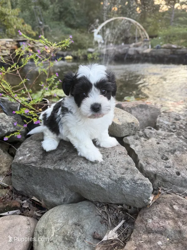 Lucy – Shichon puppy for sale in Tupelo, MS