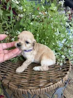 Evelyn, a female Cockapoo for sale in Tupelo, MS – 2 of 6
