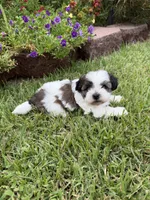 Betty, a female Shichon for sale in Tupelo, MS – 6 of 9