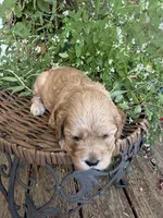 Sarah, a female Cockapoo for sale in Tupelo, MS – 7 of 7