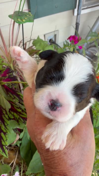 Mable, a female Shichon for sale in Tupelo, MS – 9 of 9