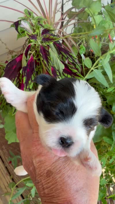 Mavis, a female Shichon for sale in Tupelo, MS – 6 of 7