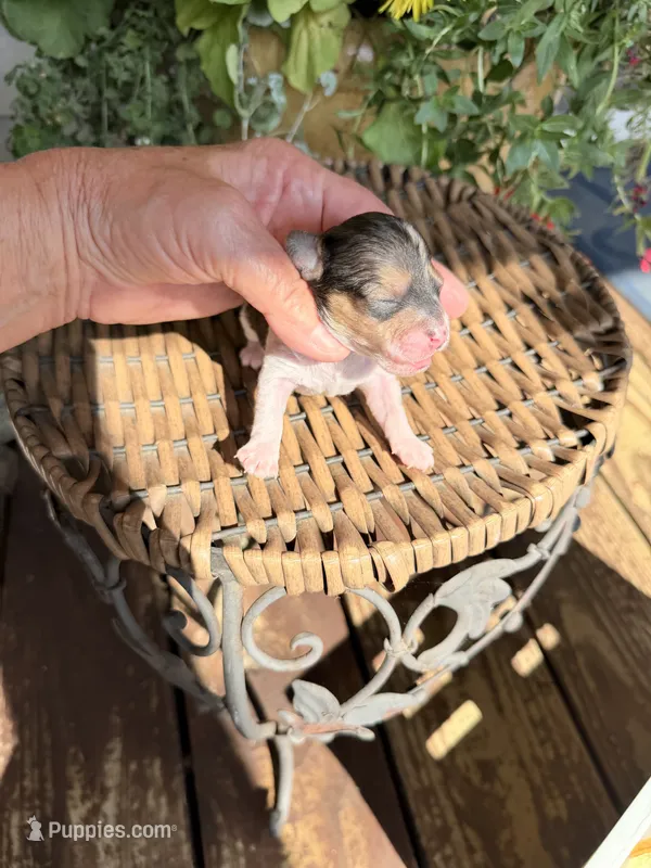 George – Maltipoo puppy for sale in Tupelo, MS