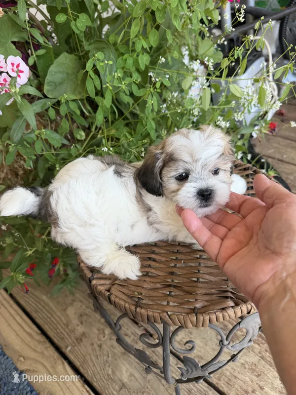 Garry – Shichon puppy for sale in Tupelo, MS