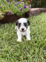 Tiny, a male Shichon for sale in Tupelo, MS – 1 of 6