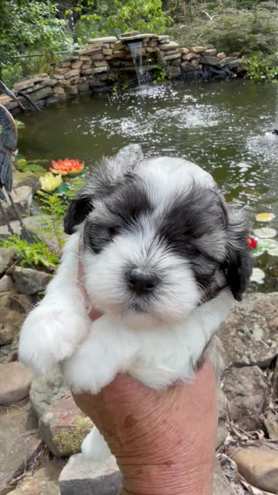 Casey, a male Shichon for sale in Tupelo, MS – 5 of 6