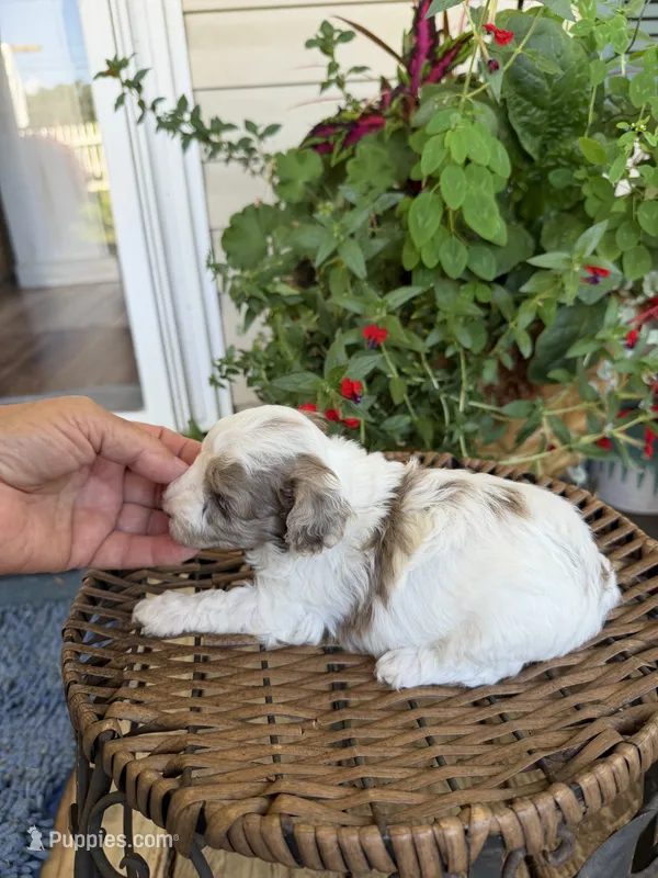 Rod – Maltipoo puppy for sale in Tupelo, MS