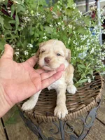 Tetter, a female Cockapoo for sale in Tupelo, MS – 6 of 7