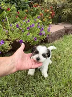 Betty, a female Shichon for sale in Tupelo, MS – 7 of 9
