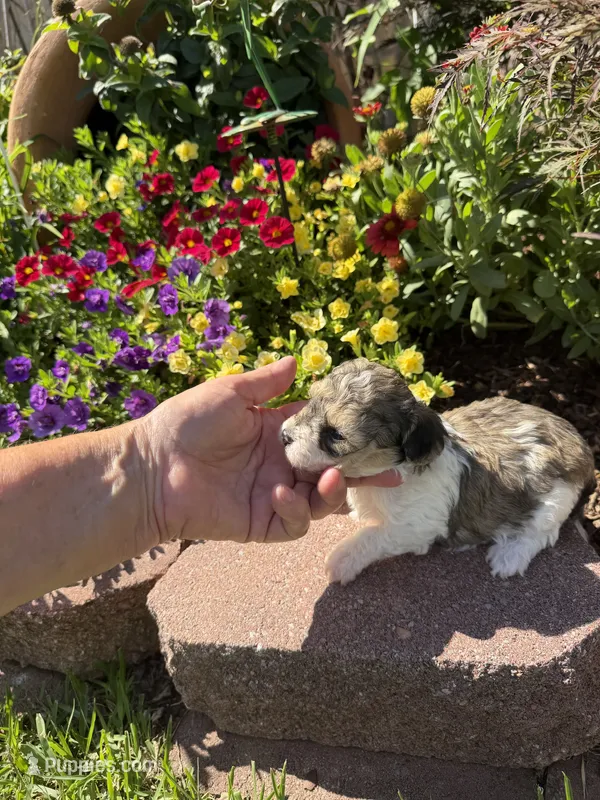 George – Maltipoo puppy for sale in Tupelo, MS