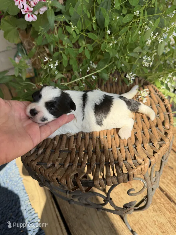Mavis – Shichon puppy for sale in Tupelo, MS