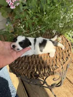 Mavis, a female Shichon for sale in Tupelo, MS – 1 of 7