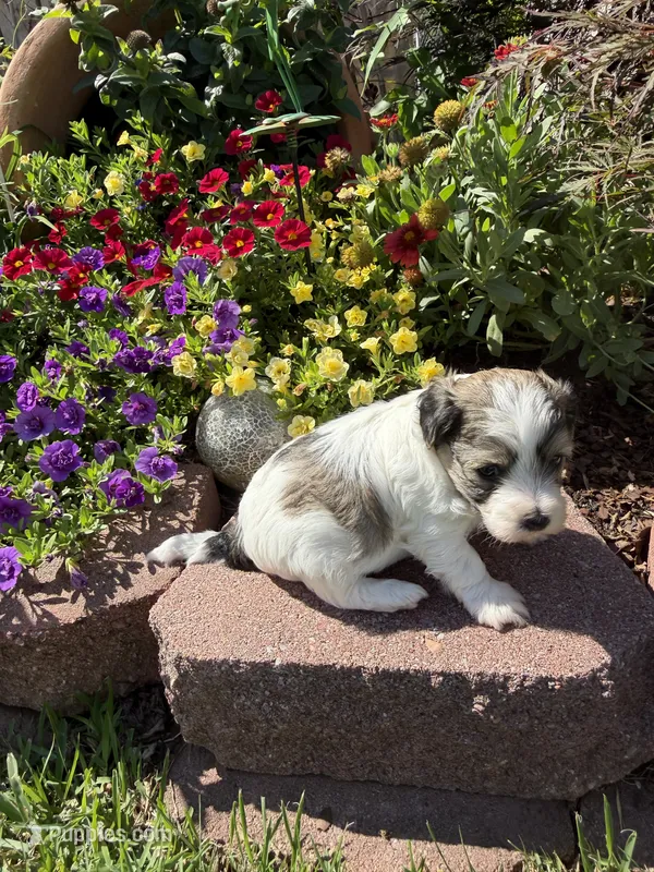 Adam – Maltipoo puppy for sale in Tupelo, MS