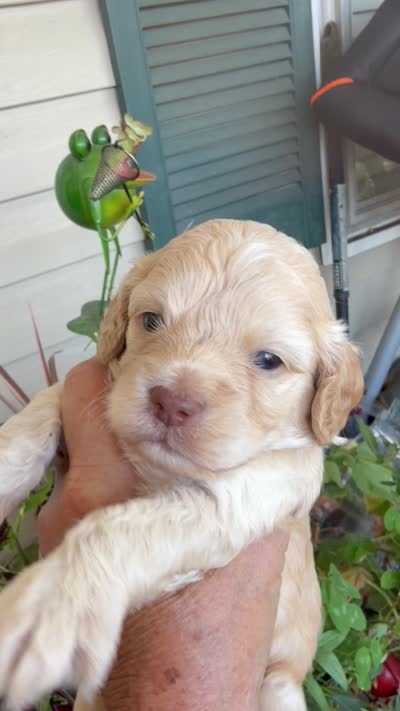 Jimmy, a male Cockapoo for sale in Tupelo, MS – 6 of 6