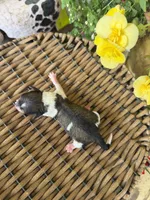 George, a male Maltipoo for sale in Tupelo, MS – 4 of 4