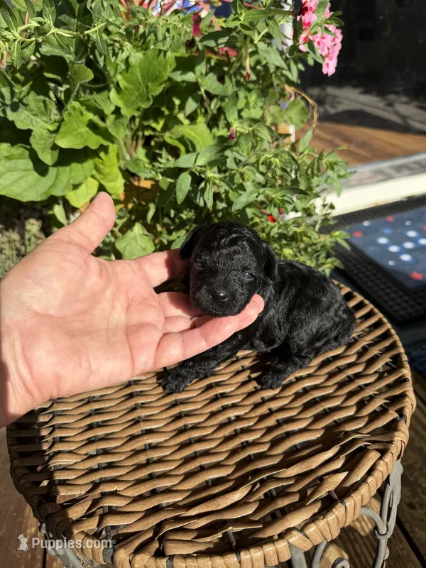 Clint – Maltipoo puppy for sale in Tupelo, MS